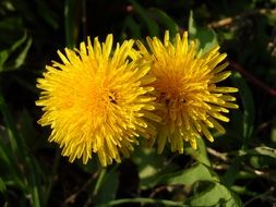 photo of two bright dandelions