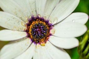 Water drops on white Osteospermum Ecklonis