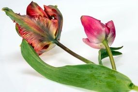 incredibly handsome Pink tulips