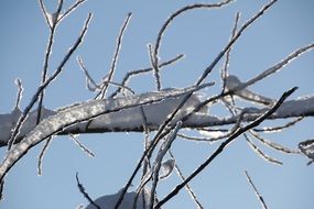 branches in the snow in the sunlight