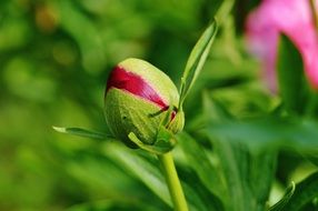 bud of red peony close up