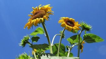 Sunflowers and blue sky