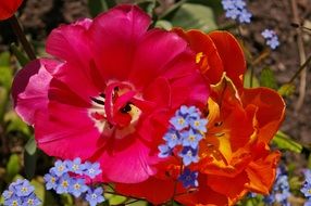open red and orange tulips