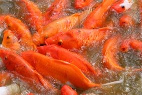 lot of orange carp in the water