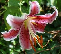 Asiatic Lily, Fully Open pink flower close up