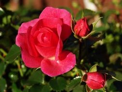 red rose with buds on a bush in the sunlight closeup