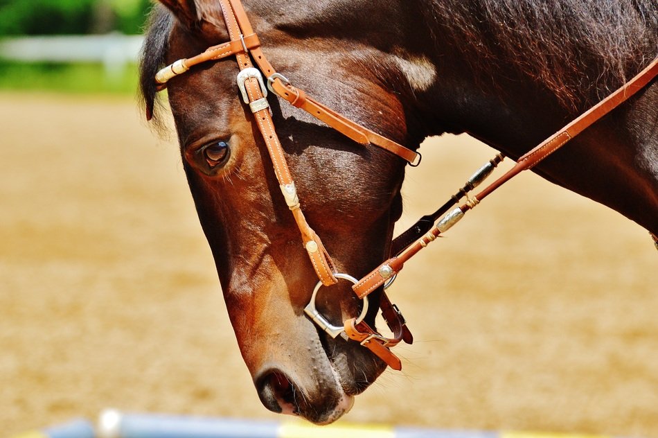 brown horse in a bridle close up