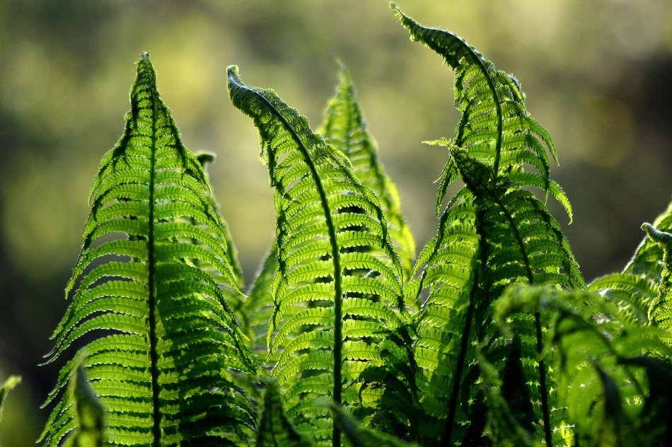 green fern in the bright sun close up