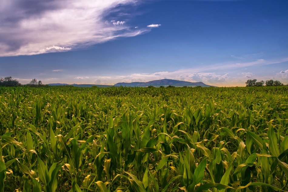 Field in South Moravia