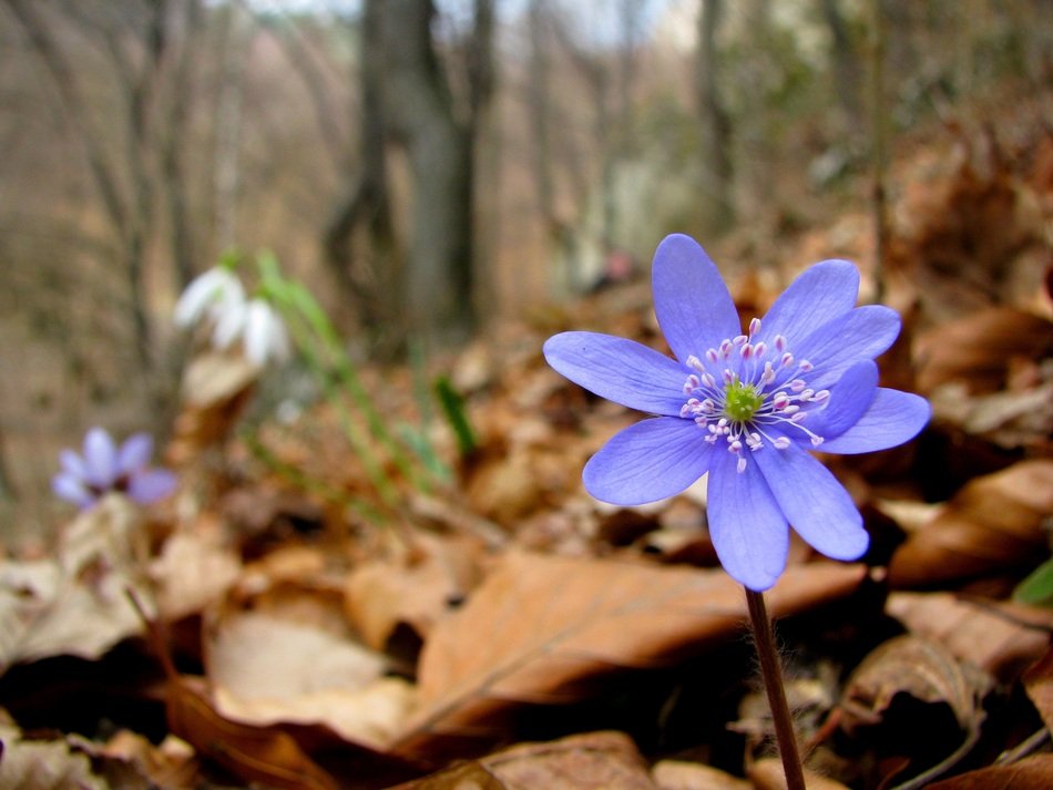 purple flower on a background of forest trees
