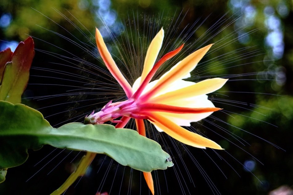 photoshop tropical flower image