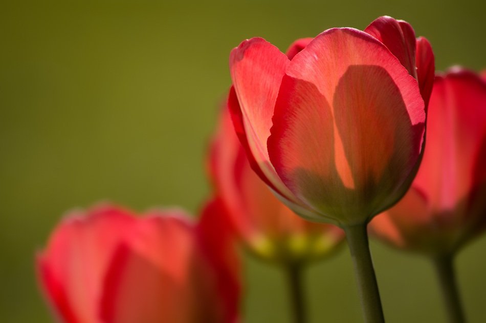 wallpaper with red tulips