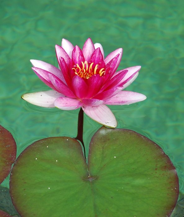 pink water lily in the water