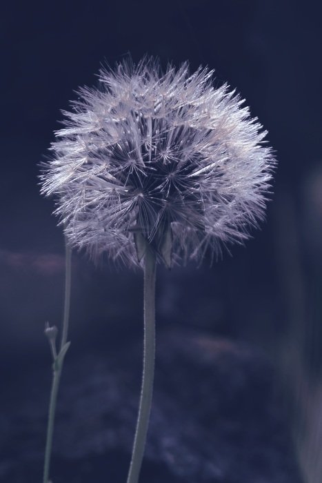 Macro photo of Dandelion flower in a field