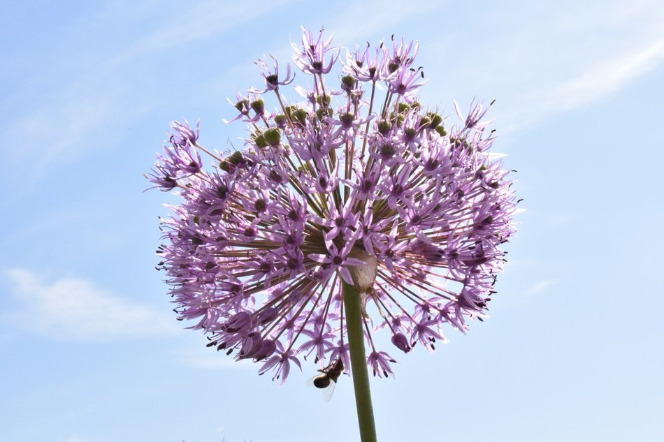 purple inflorescence of Ornamental Leek
