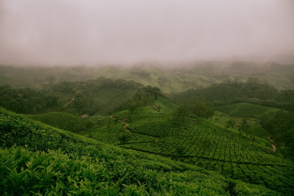 beautiful Foggy Landscape