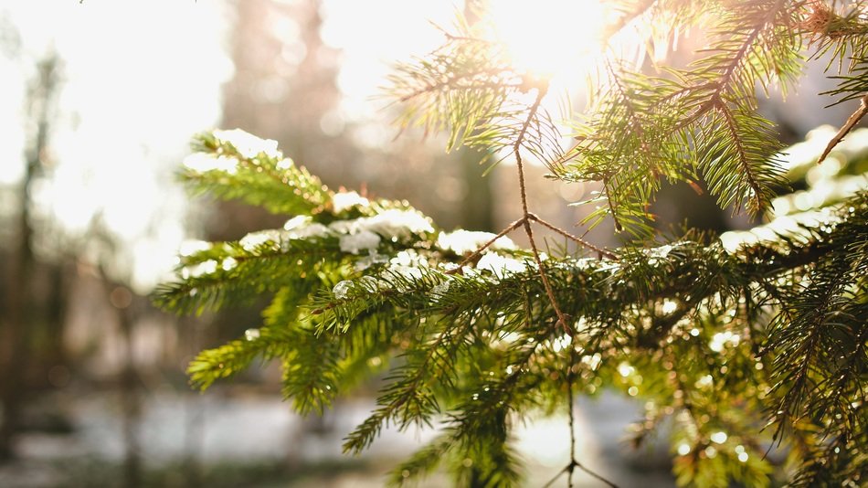 Snow on the pinetree