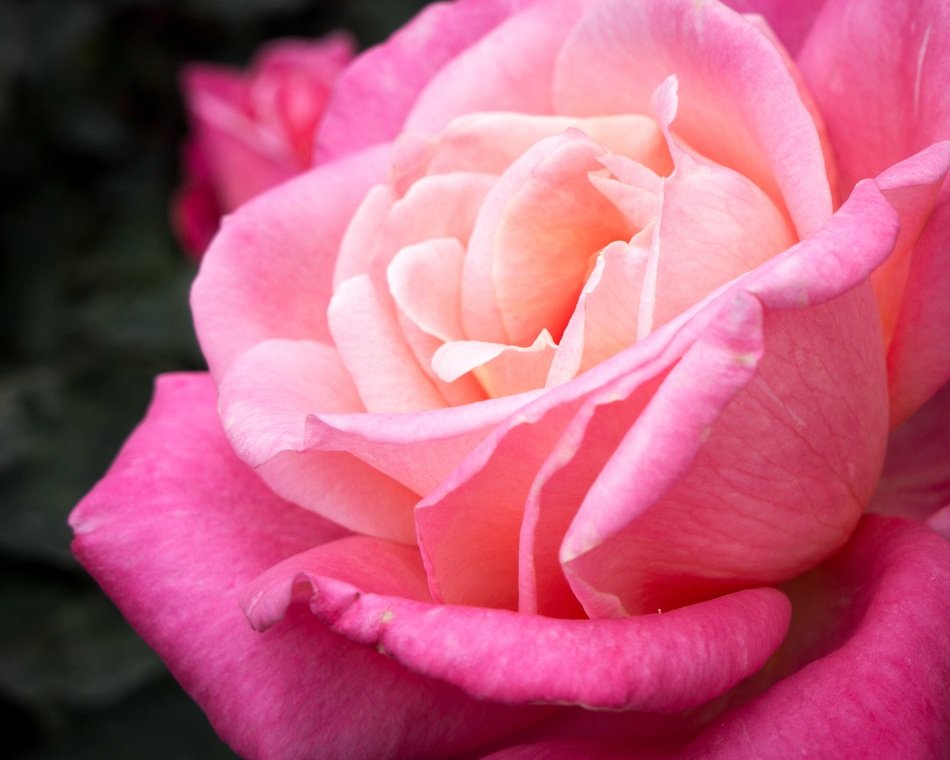 unusually beautiful pink Rose