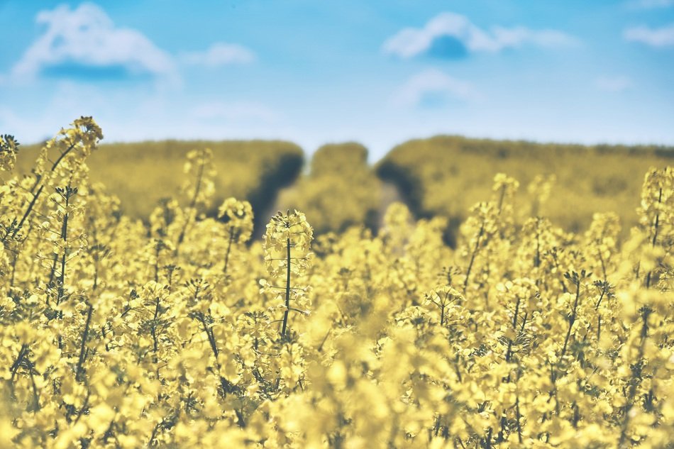 sea of yellow oilseed rape