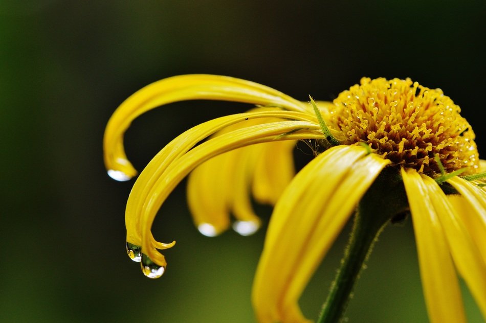 Flower Yellow Spring Drip