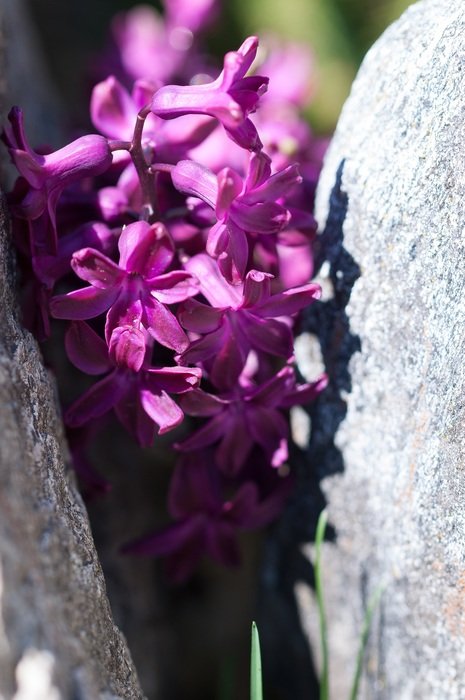 hyacinth flower blossoming