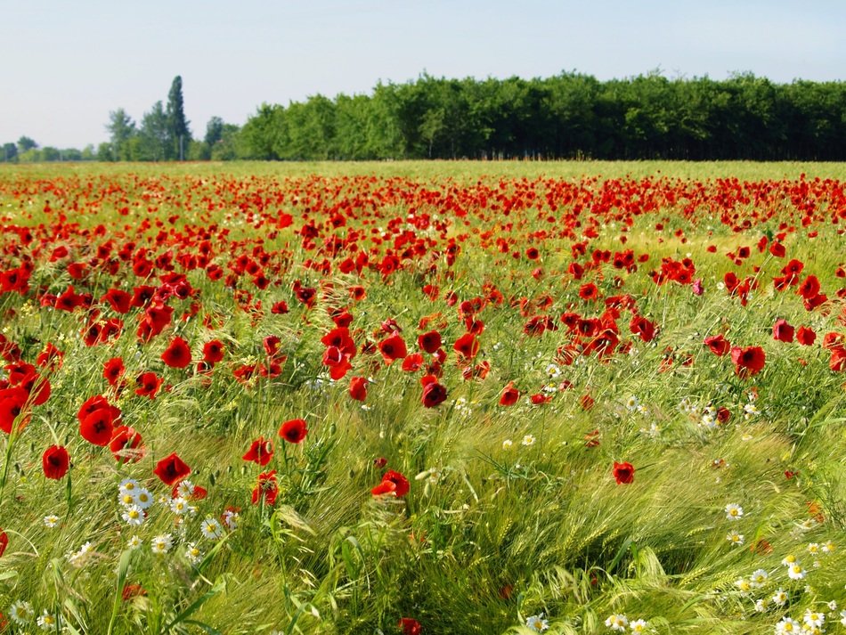 red poppies on a green field