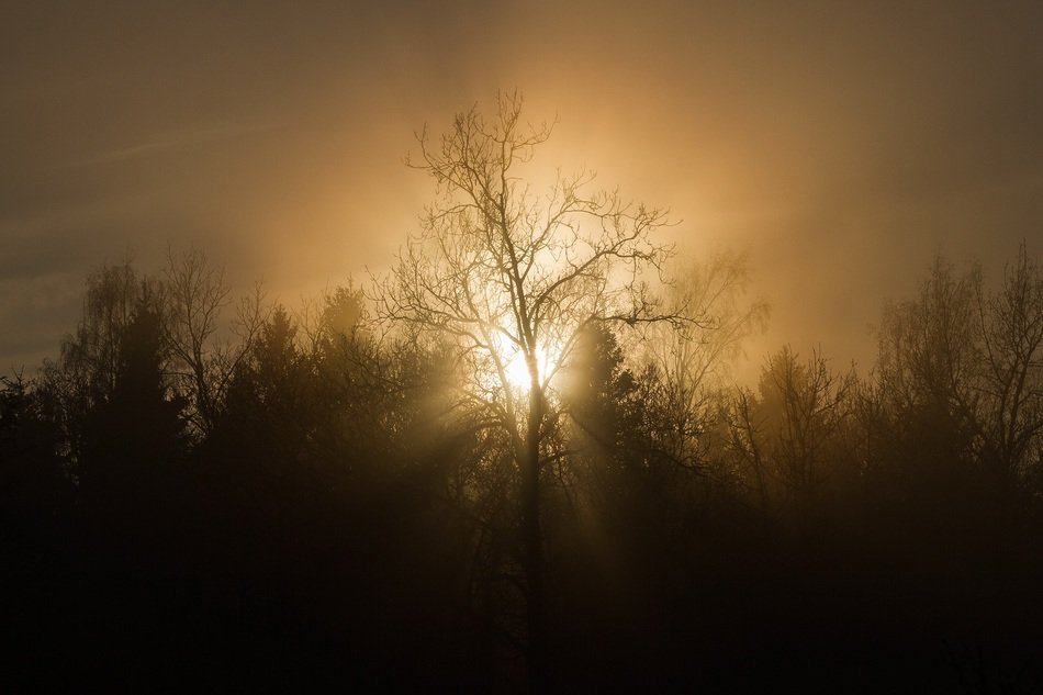 silhouettes of trees in the fog in the forest