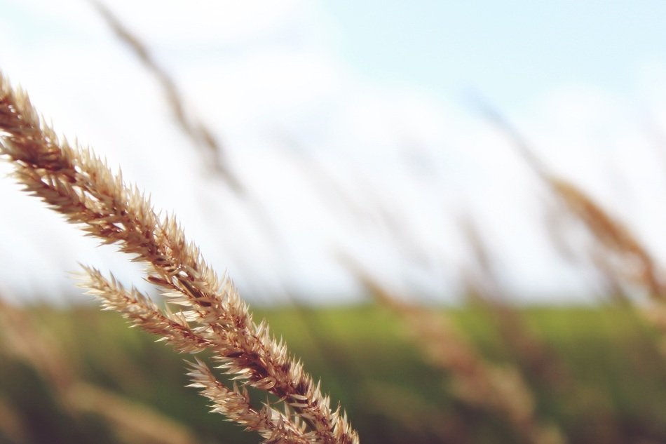 golden ear of wheat on a cloudy background