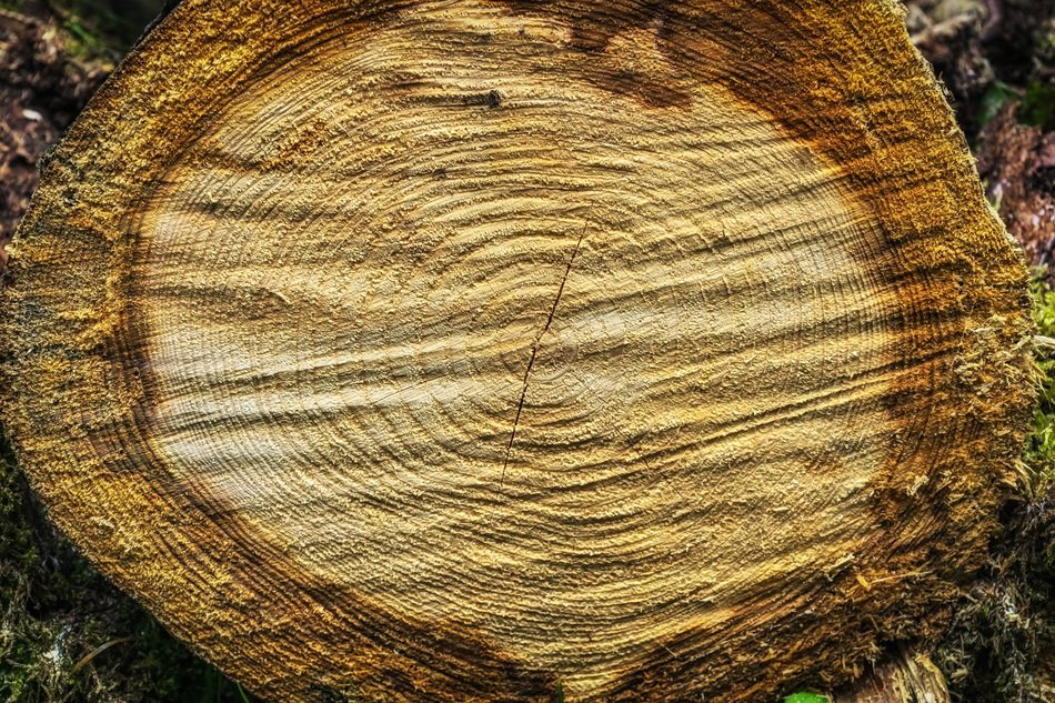 tree rings on a tree closeup