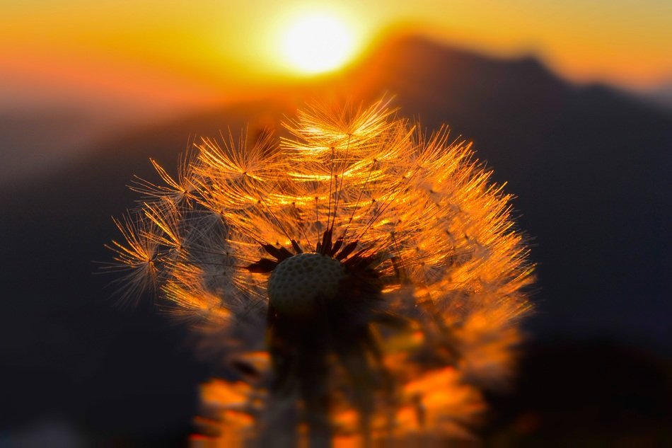Sunrise and dandelion