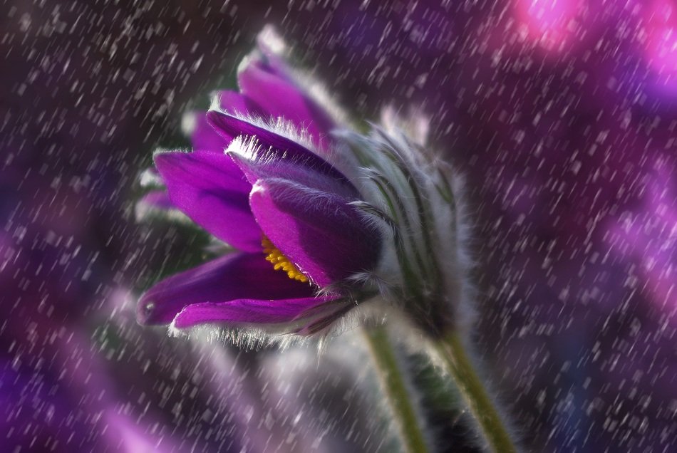 purple Pasqueflowers close up