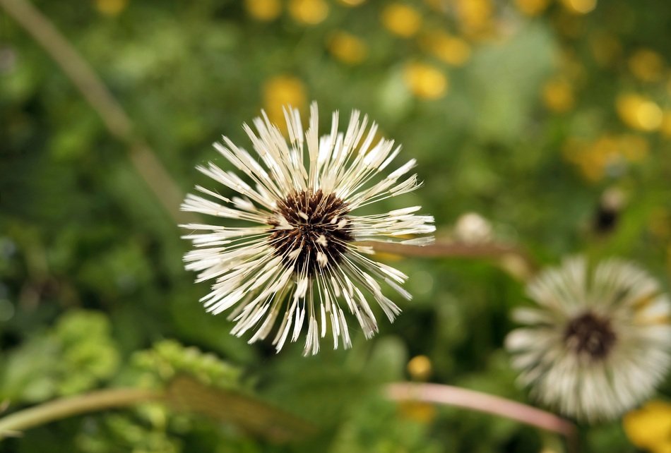 dandelions on the field in the rain