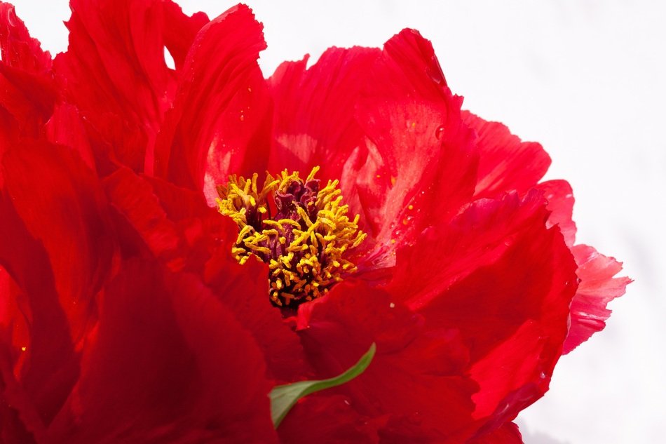 red peony on a white background