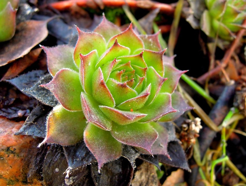 green stony plant