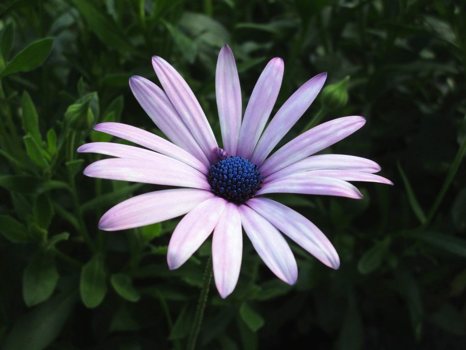 pale exotic daisy