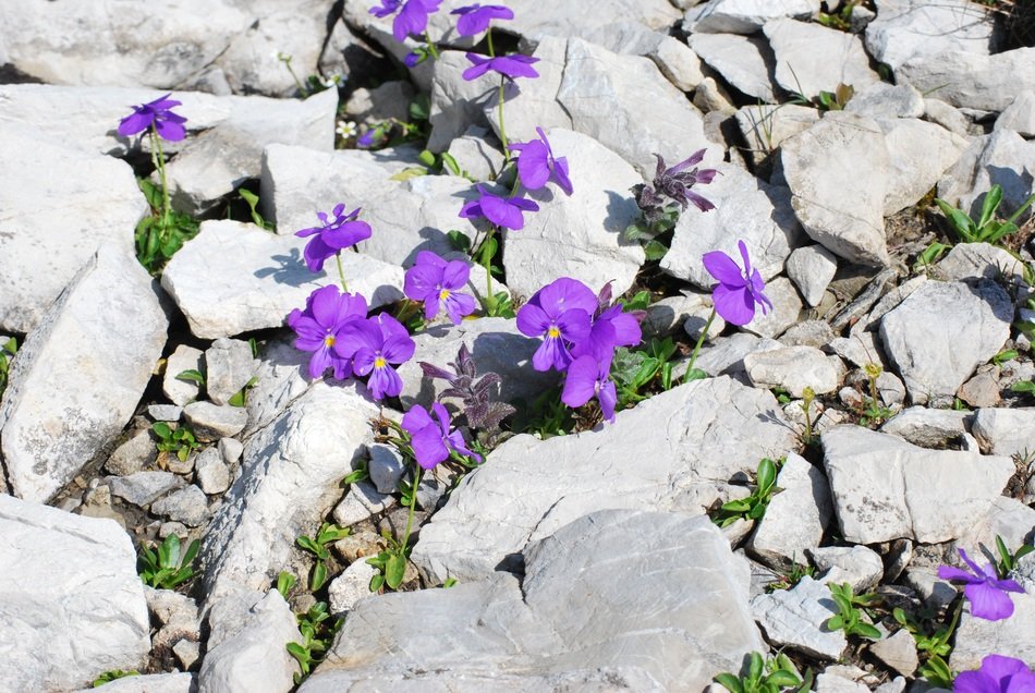 Violet flowers and stones