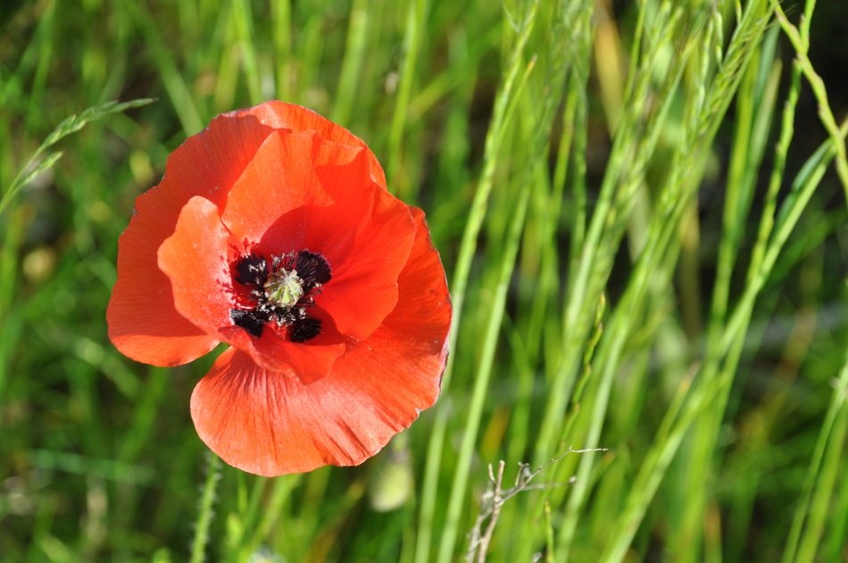 red poppy in the sun