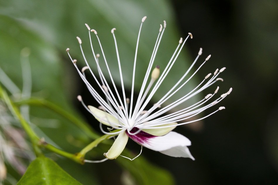 Capparis Micracantha
