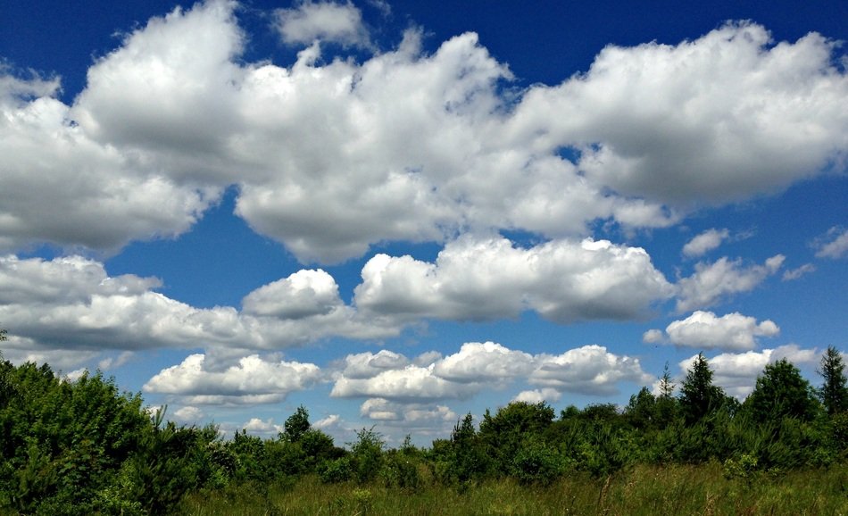 Landscape Picture of meadow in Olkusz