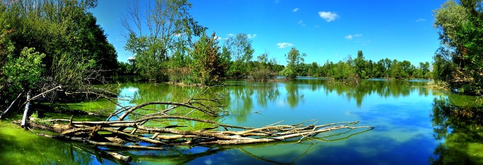 picturesque lake among the trees
