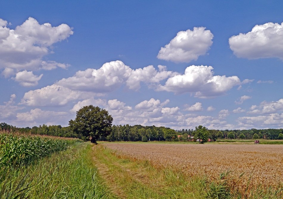 agricultural fields on a summer day