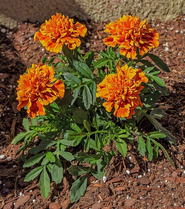 four marigold Flowers in Garden in the sun close-up