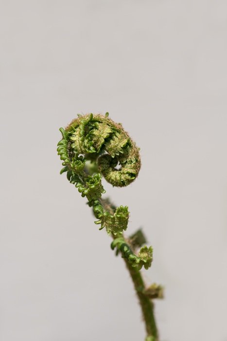 closeup view of fern sprout on the white background