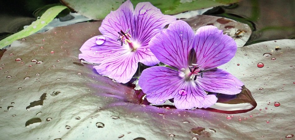 cranesbill flowers on the wet water lily leaf