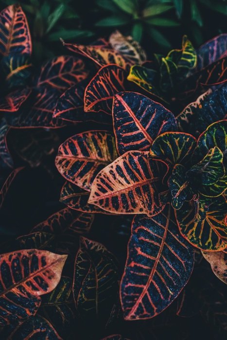 Croton Ornamental Leaf closeup