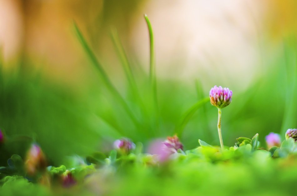 young clover flowers in the garden