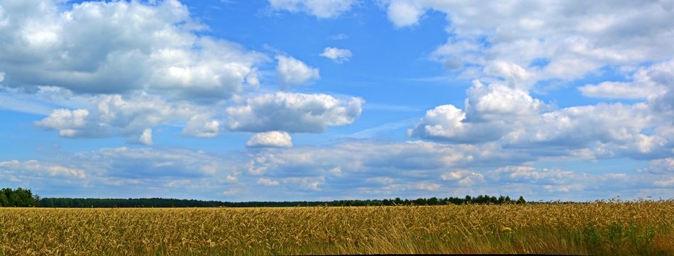 Clouds Panorama, Cereals
