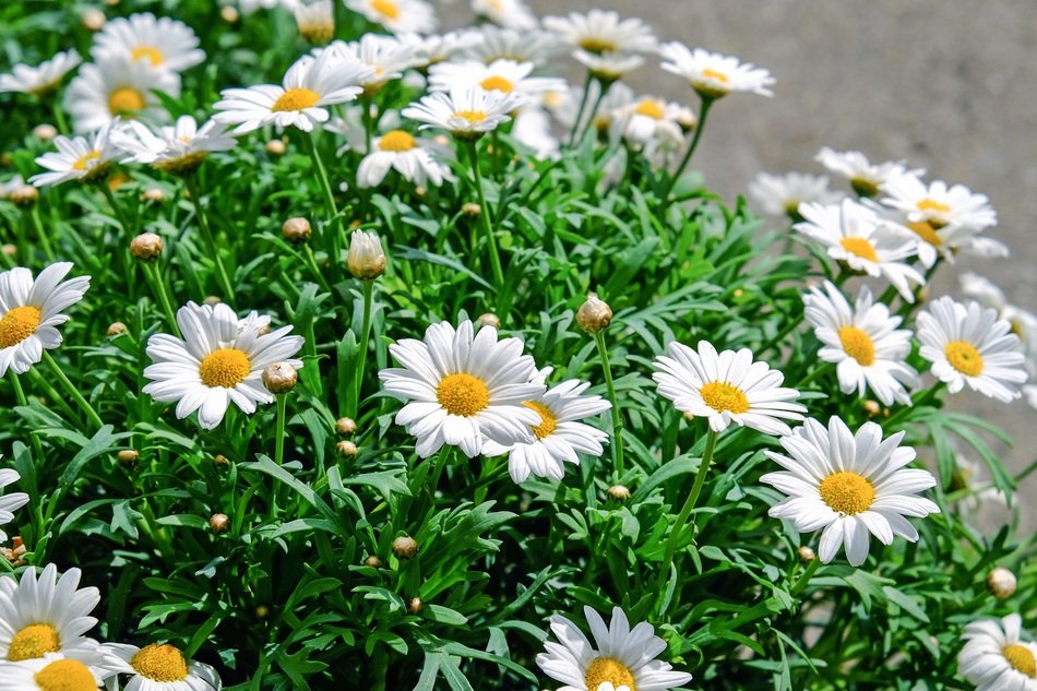 bunch of White Daisies at sunlight