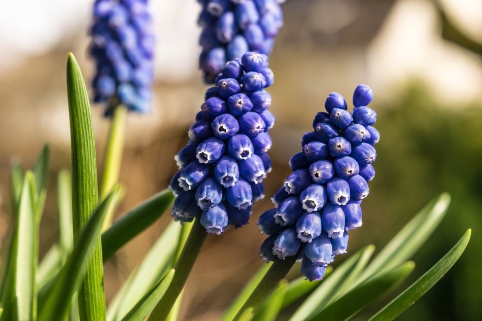 hyacinth from the asparagus family