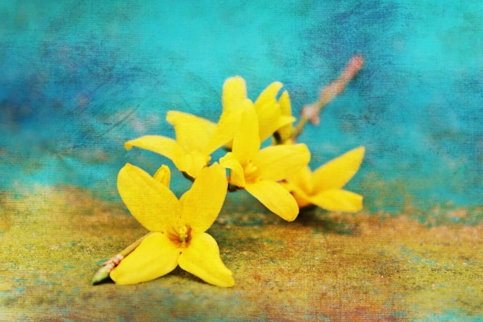 yellow flower on a colorful background